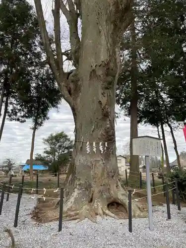 薬師寺八幡宮の自然