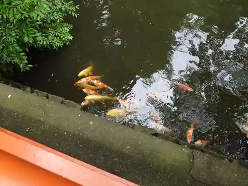 鶴岡八幡宮の動物