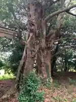 八坂神社(千葉県)