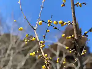 木舟山 順教寺の自然(2022年01月22日(土) 15時38分14秒投稿)