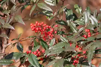 阿久津「田村神社」（郡山市阿久津町）旧社名：伊豆箱根三嶋三社の自然