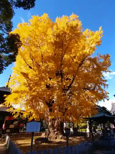 鑁阿寺(栃木県)