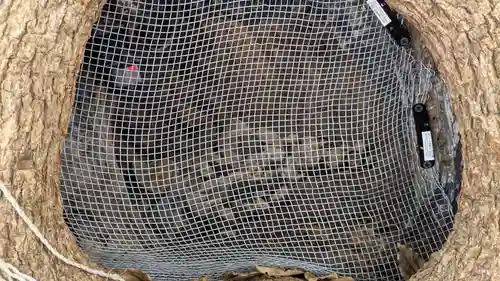 山王神社の自然