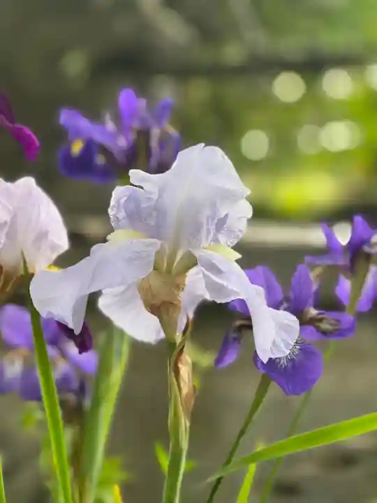 須山浅間神社の自然
