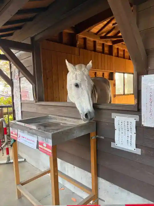 鹿児島神宮(鹿児島県)
