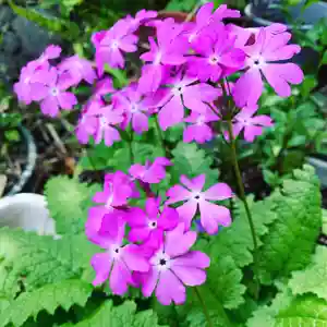 豊景神社の自然(2020年05月04日(月) 06時53分46秒投稿)