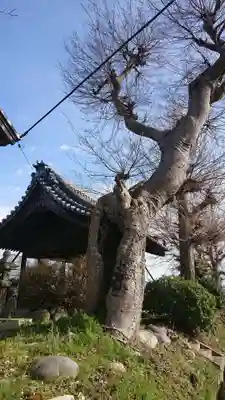 久多神社（東畑）の自然