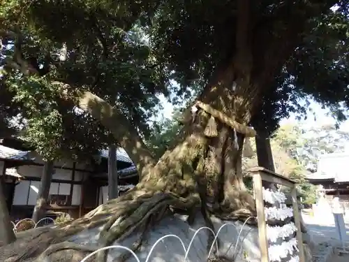 豊川進雄神社の自然