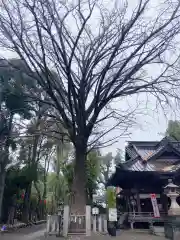 田無神社の自然