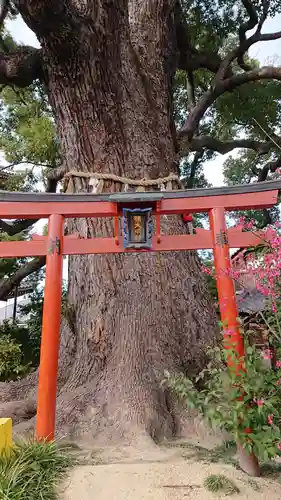 法楽寺の鳥居