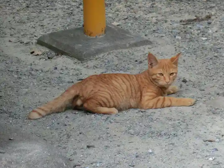 和泉國一之宮 大鳥大社の動物