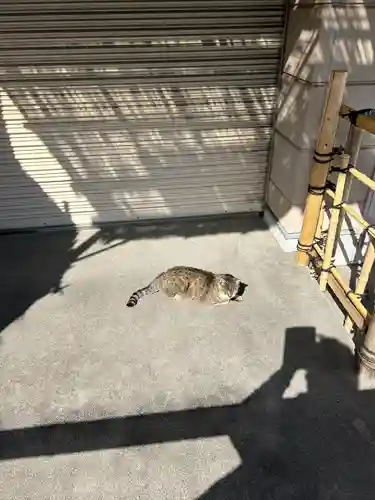 白金氷川神社の動物