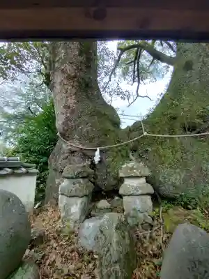 藤白神社の{uncategorized: "未分類", other: "その他", undefined: "問題あり", building: "その他建物", grave: "お墓", sacred_gate: "鳥居", guardian: "狛犬", statue: "像", buddha: "仏像", history: "歴史", nature: "自然", garden: "庭園", animal: "動物", pagoda: "塔", temizu: "手水舎", mountain_gate: "山門・神門", sanctuary: "本殿・本堂", subordinate: "末社・摂社", art: "芸術", scenery: "景色", jizo: "地蔵", ema: "絵馬", goshuin: "御朱印", omikuji: "おみくじ", items: "授与品その他", amulet: "お守り", goshuincho: "御朱印帳", eats: "食事", festival: "お祭り", votive_dance: "神楽", shichigosan: "七五三参", wedding: "結婚式", experience: "体験その他", initially: "初詣", around: "周辺", anti_infection: "感染症対策"}