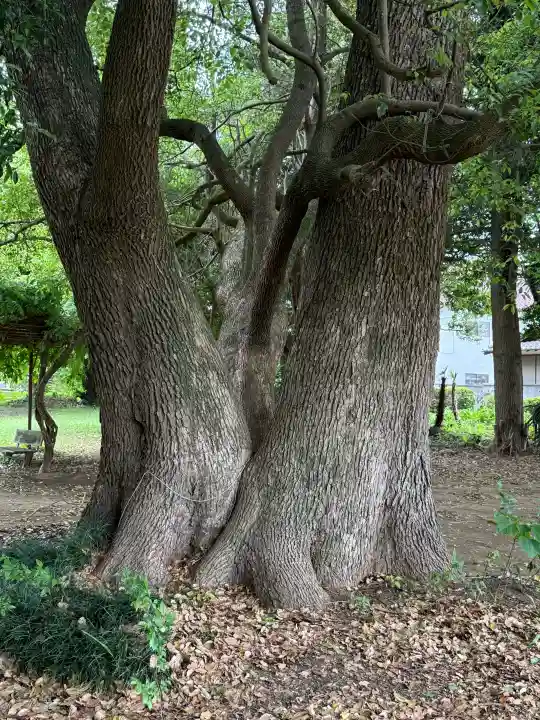 秋葉神社の{uncategorized: "未分類", other: "その他", undefined: "問題あり", building: "その他建物", grave: "お墓", sacred_gate: "鳥居", guardian: "狛犬", statue: "像", buddha: "仏像", history: "歴史", nature: "自然", garden: "庭園", animal: "動物", pagoda: "塔", temizu: "手水舎", mountain_gate: "山門・神門", sanctuary: "本殿・本堂", subordinate: "末社・摂社", art: "芸術", scenery: "景色", jizo: "地蔵", ema: "絵馬", goshuin: "御朱印", omikuji: "おみくじ", items: "授与品その他", amulet: "お守り", goshuincho: "御朱印帳", eats: "食事", festival: "お祭り", votive_dance: "神楽", shichigosan: "七五三参", wedding: "結婚式", experience: "体験その他", initially: "初詣", around: "周辺", anti_infection: "感染症対策"}