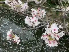 紫雲山 大泉寺(京都府)