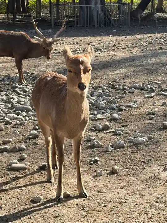 三嶋大社の{uncategorized: "未分類", other: "その他", undefined: "問題あり", building: "その他建物", grave: "お墓", sacred_gate: "鳥居", guardian: "狛犬", statue: "像", buddha: "仏像", history: "歴史", nature: "自然", garden: "庭園", animal: "動物", pagoda: "塔", temizu: "手水舎", mountain_gate: "山門・神門", sanctuary: "本殿・本堂", subordinate: "末社・摂社", art: "芸術", scenery: "景色", jizo: "地蔵", ema: "絵馬", goshuin: "御朱印", omikuji: "おみくじ", items: "授与品その他", amulet: "お守り", goshuincho: "御朱印帳", eats: "食事", festival: "お祭り", votive_dance: "神楽", shichigosan: "七五三参", wedding: "結婚式", experience: "体験その他", initially: "初詣", around: "周辺", anti_infection: "感染症対策"}
