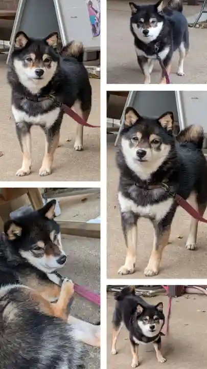 上目黒氷川神社(東京都)