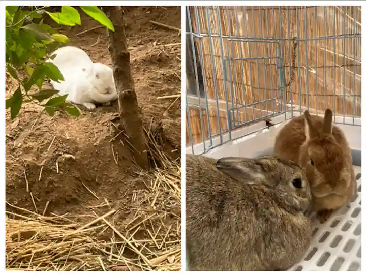 太子堂八幡神社の動物