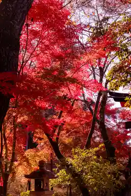 宇治上神社(京都府)