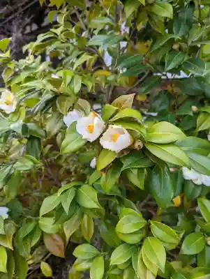 蓮華王院（三十三間堂）(京都府)