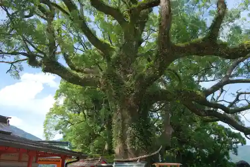 熊野那智大社の自然