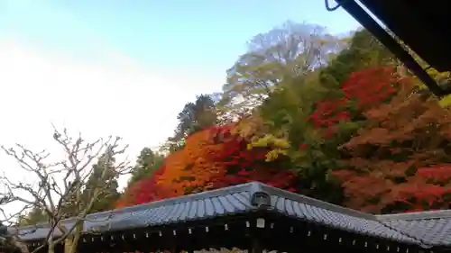 南禅寺の自然