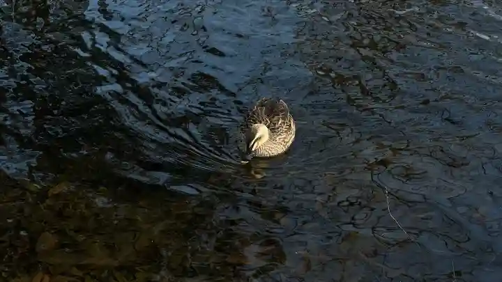 出羽国分寺薬師堂(山形県)