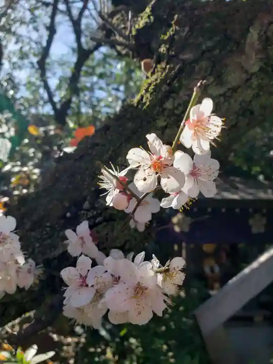 阿佐ヶ谷神明宮(東京都)