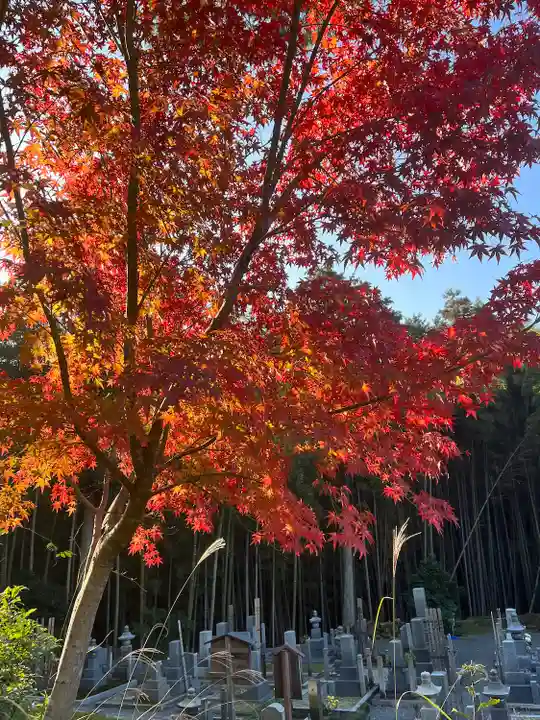 圓光寺(京都府)