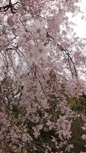 冠稲荷神社の自然