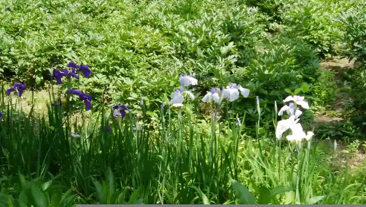 龍寳寺(龍宝寺)の自然