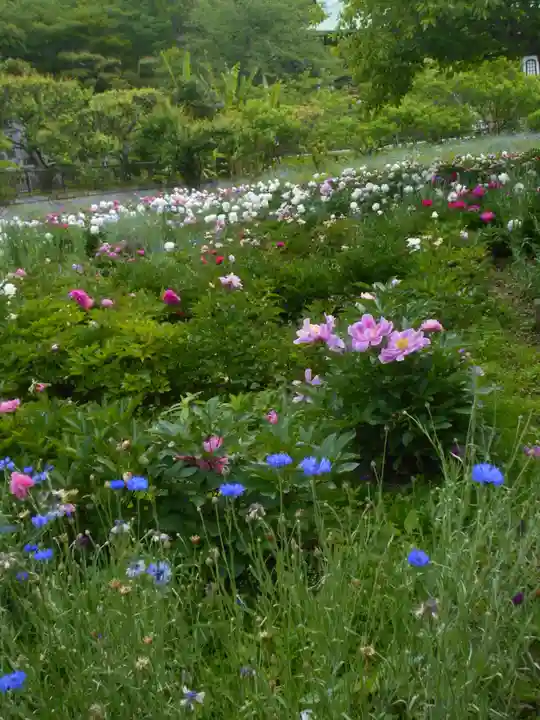 龍寳寺(龍宝寺)の自然