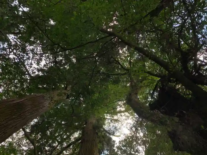 春日神社の自然