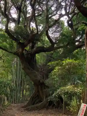 天神社(千葉県)