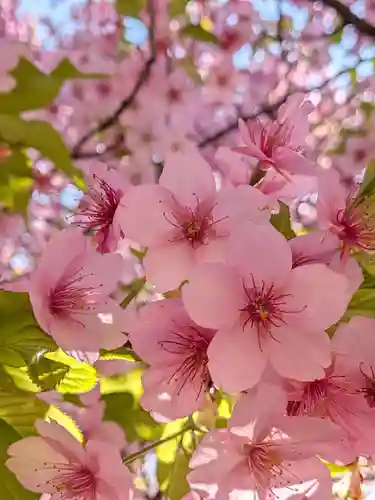 新井薬師（梅照院）(東京都)