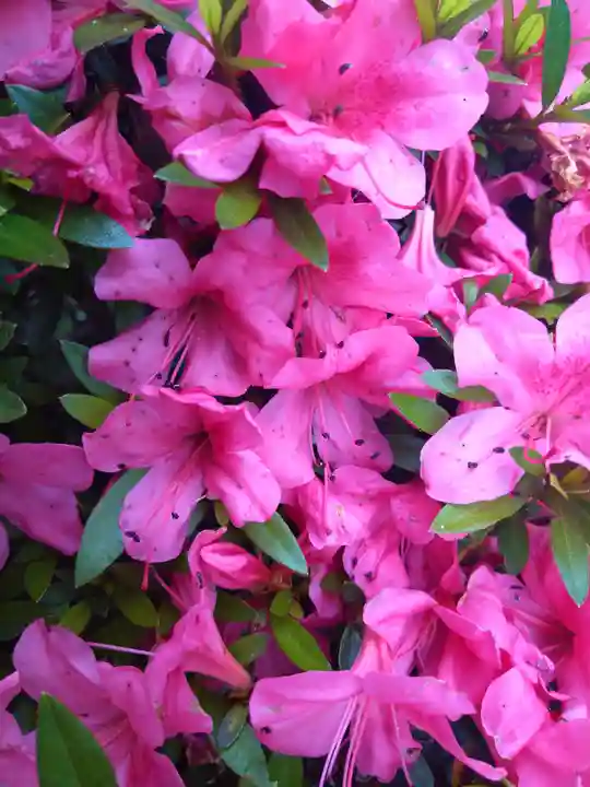 阿智神社の自然