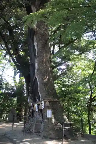 常陸國總社宮の自然