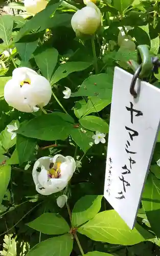 武蔵国分寺の自然