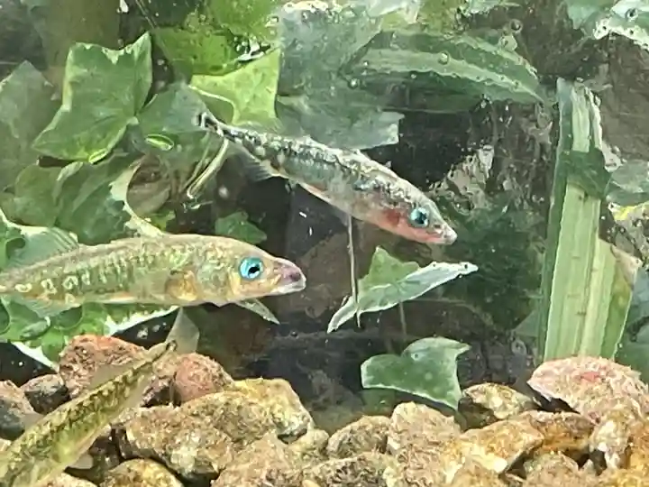 醒井延命地蔵尊(滋賀県)