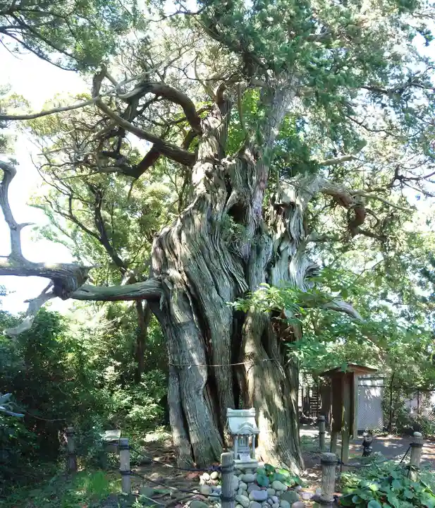 大瀬神社の自然