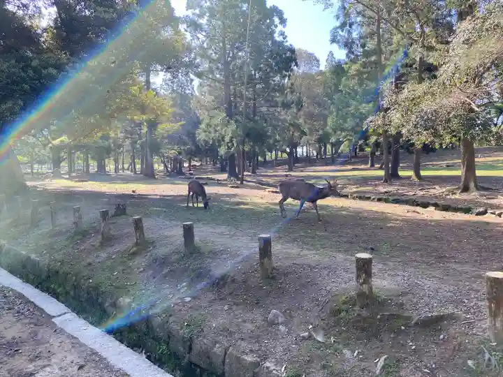 春日大社(奈良県)