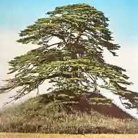 大國魂神社の自然