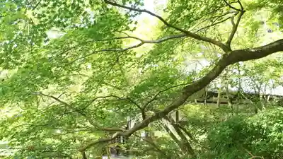 圓光寺(京都府)