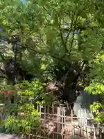 浜松八幡宮(静岡県)