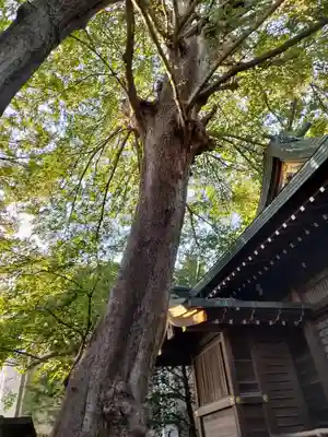 稲荷神社の自然