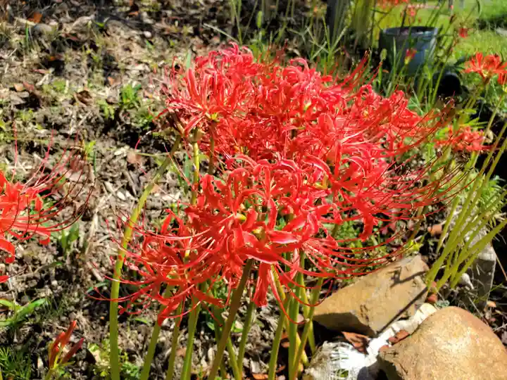 八多神社の自然