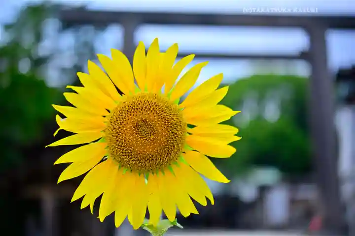 伊勢山皇大神宮(神奈川県)