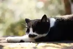 玉野御嶽神社の動物