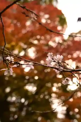 十輪寺(京都府)