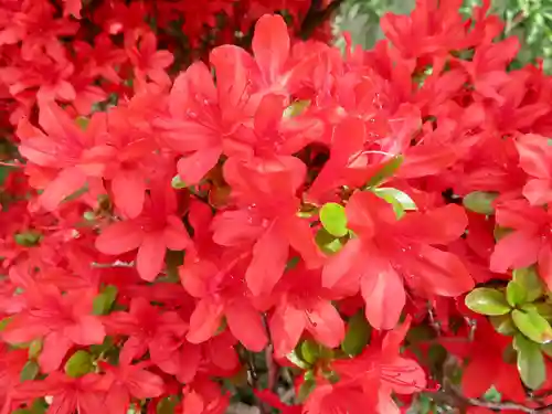 東本願寺の自然